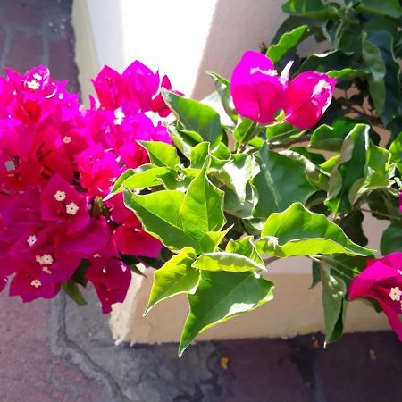 奥罗塞伊Casa Lupino公寓 外观 照片
